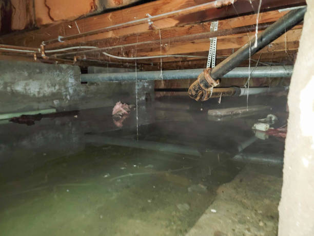 Best Carpet water damage restoration  in Mccaysville, GA